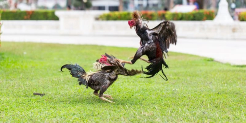 Tính năng theo dõi trận đấu trực tiếp với WS168 GOCKfighting